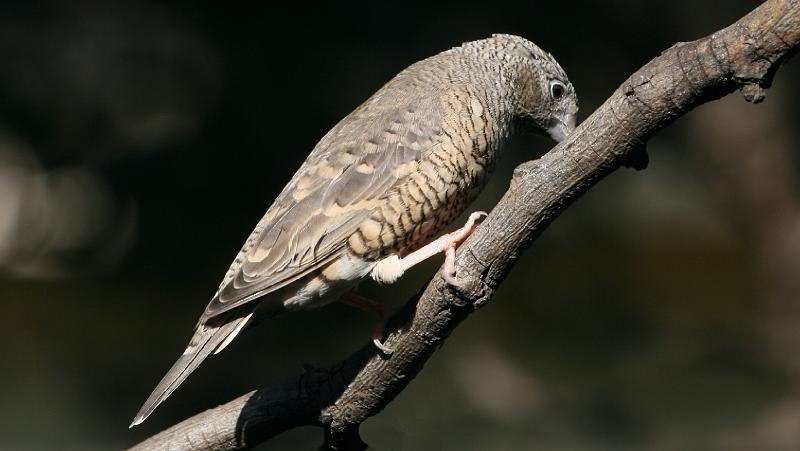 frieda 191.jpg - Bandkeelvink wyfie... Cut-throat Finch